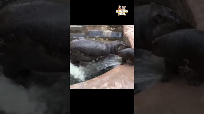 Quando sua mãe tá ocupada - Animais Dublados Binho e Mel