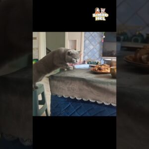 Quando vc acha q ninguém tá vendo -  Animais Dublados Binho e Mel