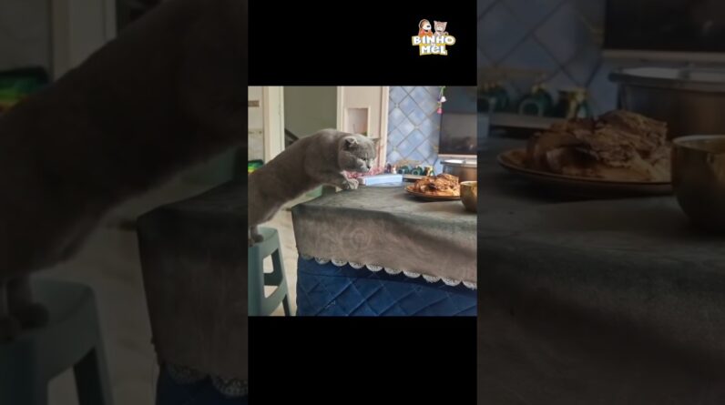 Quando vc acha q ninguém tá vendo - Animais Dublados Binho e Mel