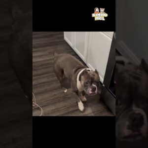 Quando vc aprende a disfarçar - Animais Dublados Binho e Mel