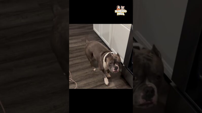 Quando vc aprende a disfarçar - Animais Dublados Binho e Mel
