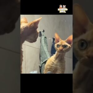 Quando vc demora se olhar no espelho - Animais Dublados Binho e Mel