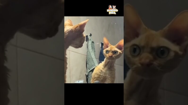 Quando vc demora se olhar no espelho - Animais Dublados Binho e Mel