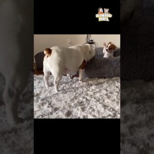 Quando vc leva a brincadeira a sério - Animais Dublados Binho e Mel