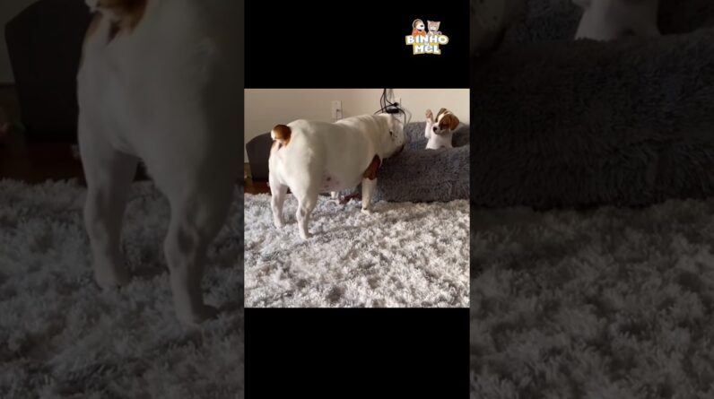 Quando vc leva a brincadeira a sério - Animais Dublados Binho e Mel
