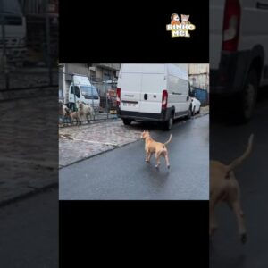 Quando vc não é bem vindo - Animais Dublados Binho e Mel
