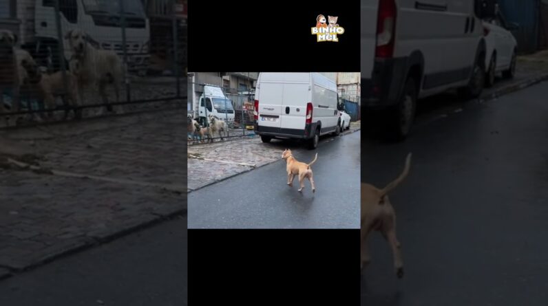 Quando vc não é bem vindo - Animais Dublados Binho e Mel