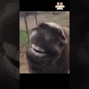 Quando você não é notado 🤣 - Animais Dublados Binho e Mel
