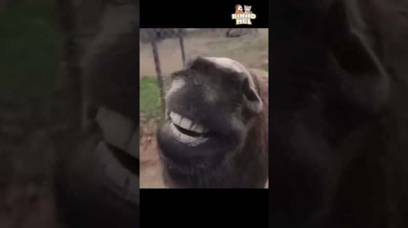 Quando você não é notado 🤣 - Animais Dublados Binho e Mel