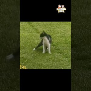 Acerto de contas 🤣 - Animais Dublados Binho e Mel