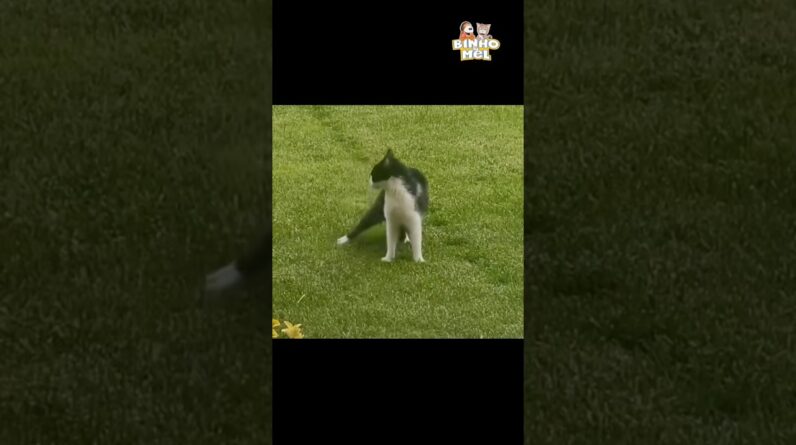 Acerto de contas 🤣 - Animais Dublados Binho e Mel
