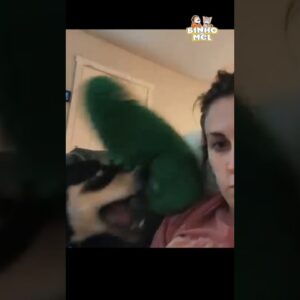 Ela não esperava por isso 🤣- Animais dublados Binho e Mel
