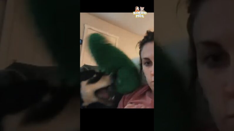 Ela não esperava por isso 🤣- Animais dublados Binho e Mel