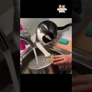 Quando vc tem ajudante na cozinha 🤣 - Animais Dublados Binho e Mel