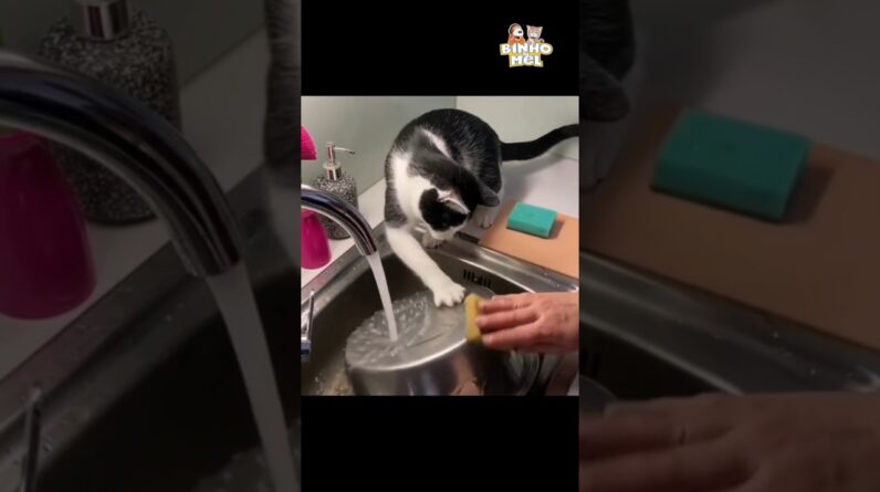 Quando vc tem ajudante na cozinha 🤣 - Animais Dublados Binho e Mel