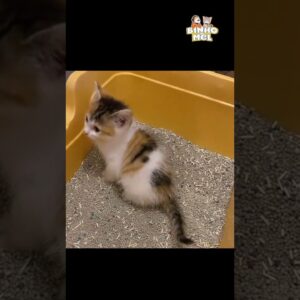 Quando vc se empolga muito - Animais Dublados Binho e Mel