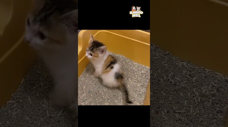 Quando vc se empolga muito - Animais Dublados Binho e Mel