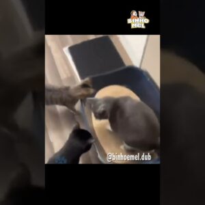Quando vc tá na fila do banheiro - Animais Dublados Binho e Mel