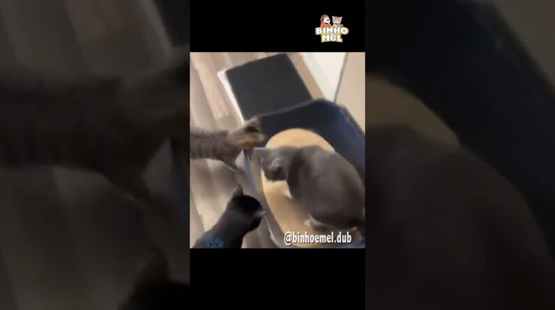 Quando vc tá na fila do banheiro - Animais Dublados Binho e Mel