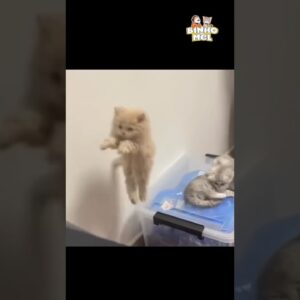 O pulo do gatinho - Animais Dublados Binho e Mel
