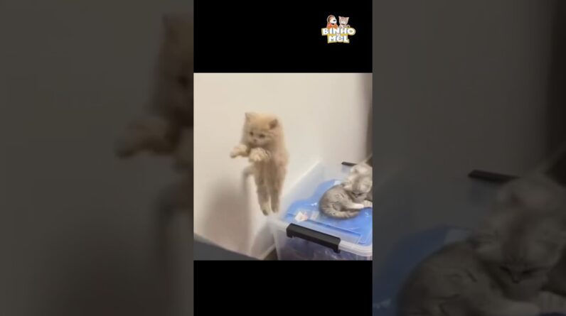 O pulo do gatinho - Animais Dublados Binho e Mel
