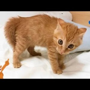 O video mais fofo que você verá 2 - Animais Dublados - Binho e Mel