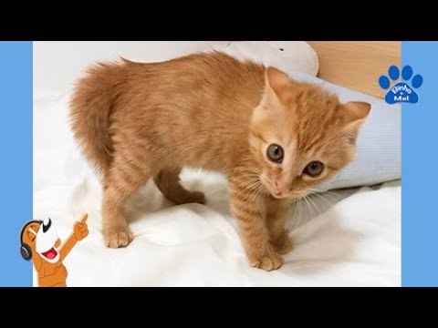 O video mais fofo que você verá 2 - Animais Dublados - Binho e Mel
