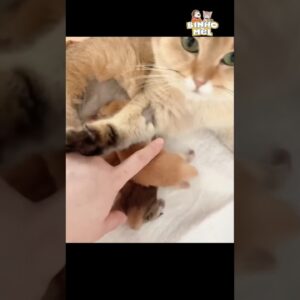 Quando mexem no seu filho - Animais Dublados Binho e Mel