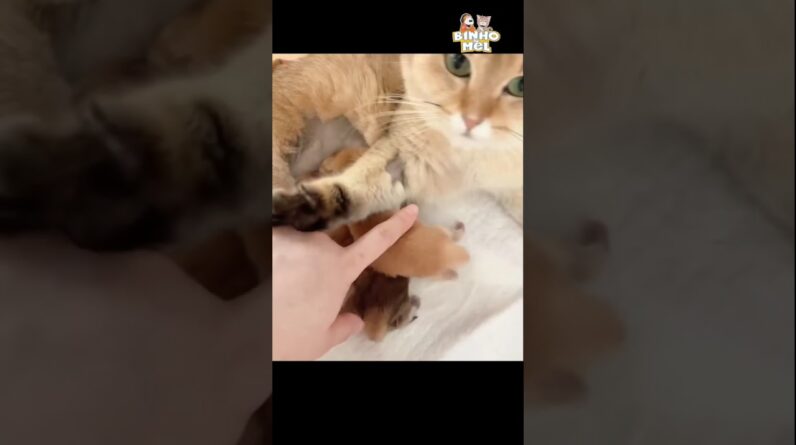 Quando mexem no seu filho - Animais Dublados Binho e Mel