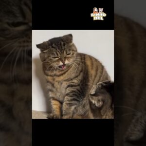 Quando vc discute com o irmão - Animais Dublados Binho e Mel