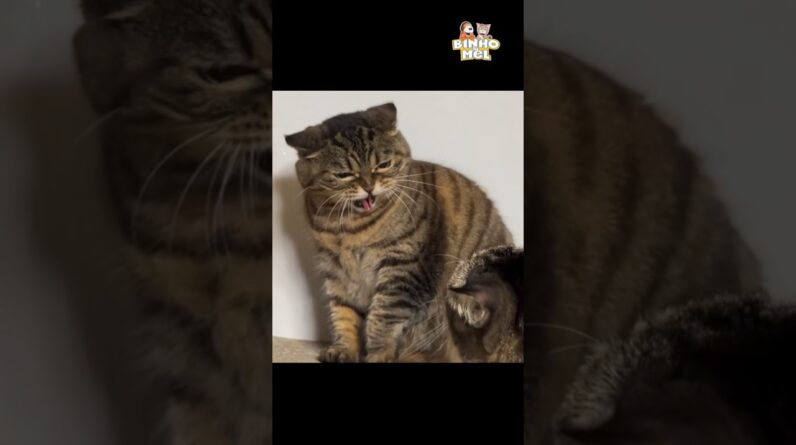 Quando vc discute com o irmão - Animais Dublados Binho e Mel