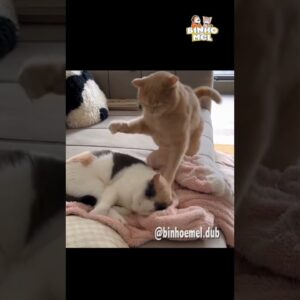 Quando vc tem irmão - Animais Dublados Binho e Mel
