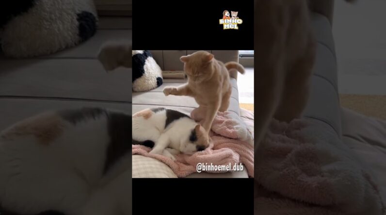 Quando vc tem irmão - Animais Dublados Binho e Mel