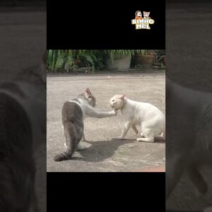 Quando vc tem rabo preso 😂 - Animais Dublados Binho e Mel