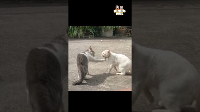 Quando vc tem rabo preso 😂 - Animais Dublados Binho e Mel