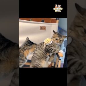 Quando seu irmão implica com vc - Animais Dublados Binho e Mel