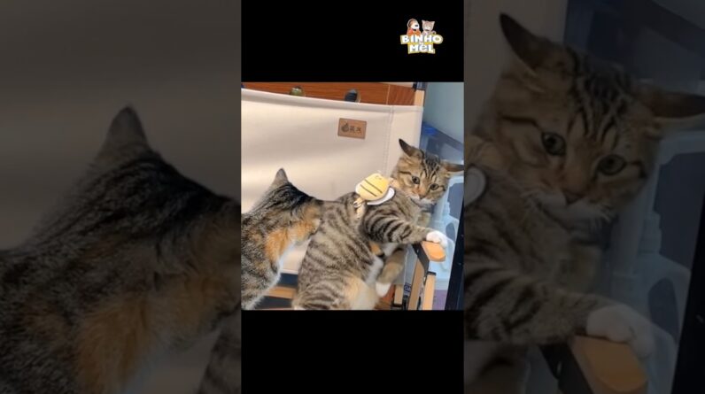 Quando seu irmão implica com vc - Animais Dublados Binho e Mel