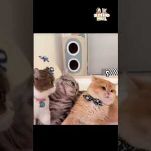 Quando vc paga sem dever  - Animais Dublados Binho e Mel