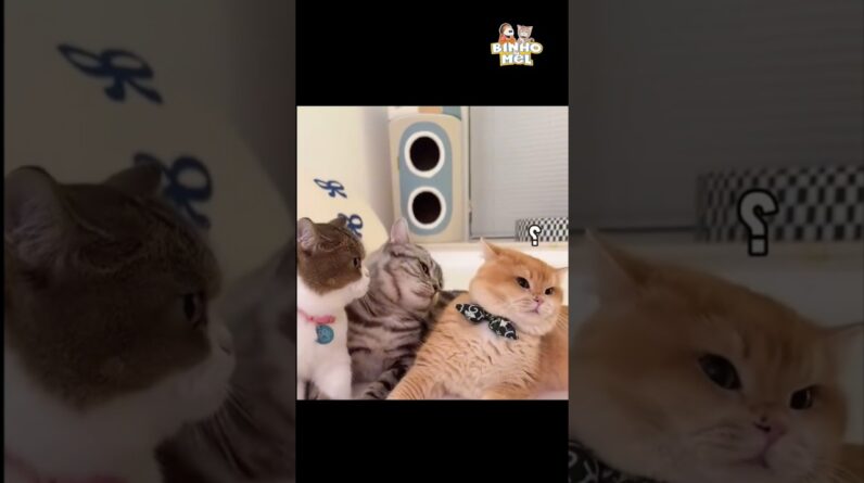 Quando vc paga sem dever  - Animais Dublados Binho e Mel