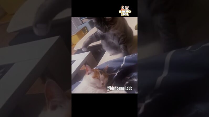 Quando vc tem irmão - Animais Dublados Binho e Mel