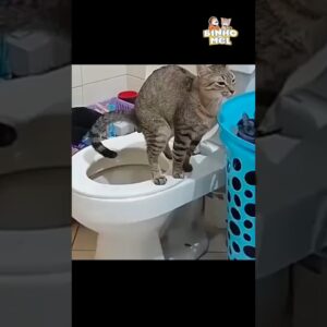 Veja o que ele faz no final 🤣 - Animais Dublados Binho e Mel