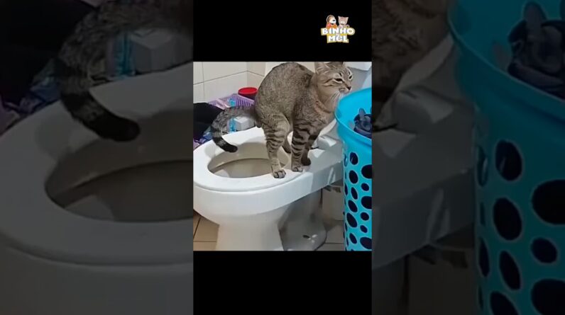 Veja o que ele faz no final 🤣 - Animais Dublados Binho e Mel